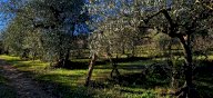 vendita terreno agricolo Casciana Terme Lari