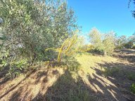 vendita terreno agricolo Cecina