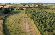 vendita terreno agricolo Canino