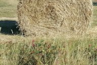 vendita terreno agricolo Terricciola