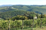 vendita terreno agricolo Castelnuovo Berardenga