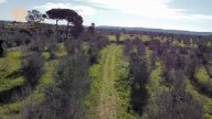 vendita terreno agricolo Alessano