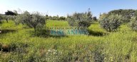 vendita terreno agricolo Bibbona