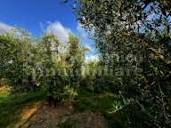 vendita terreno agricolo Cascina