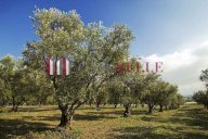 vendita terreno agricolo Massarosa