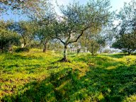 vendita terreno residenziale Buti