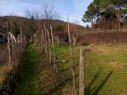 vendita terreno agricolo Poggibonsi