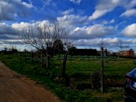 vendita terreno agricolo Crespina Lorenzana
