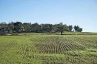 vendita terreno agricolo Calci