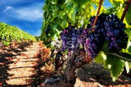 vendita terreno agricolo Noto
