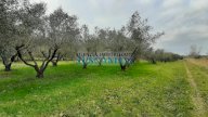 vendita terreno agricolo Cecina