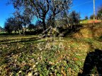 vendita terreno agricolo Montecarlo