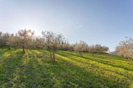 vendita terreno agricolo Luni