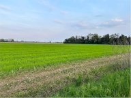 vendita terreno agricolo Castelfranco di Sotto