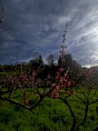 vendita terreno agricolo Casciana Terme Lari