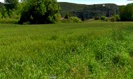 vendita terreno agricolo Vecchiano