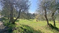 vendita terreno agricolo Peccioli