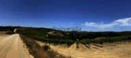 vendita terreno agricolo Castelnuovo Berardenga