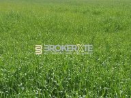 vendita terreno agricolo Carrara