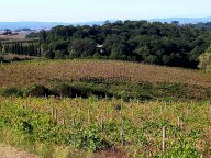 vendita terreno agricolo Castelnuovo Berardenga