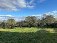 vendita terreno residenziale Terricciola