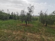 vendita terreno agricolo Capannoli
