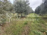 vendita terreno agricolo Collesalvetti