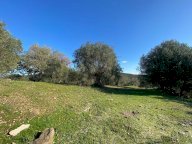 vendita terreno agricolo Piombino