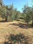 vendita terreno agricolo Peccioli