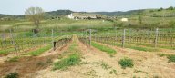 vendita terreno agricolo Magliano in Toscana