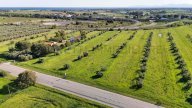 vendita terreno agricolo Piombino