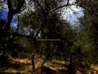 vendita terreno agricolo San Giuliano Terme