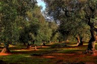 vendita terreno agricolo Buti
