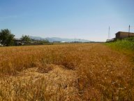 vendita terreno agricolo Pisa
