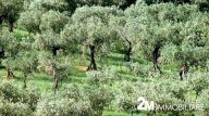 vendita terreno agricolo San Giuliano Terme