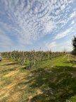 vendita terreno agricolo Crespina Lorenzana