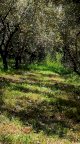 vendita terreno agricolo Cascina