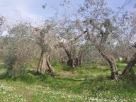vendita terreno residenziale Larciano