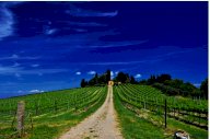 vendita terreno agricolo Peccioli