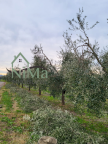 vendita terreno agricolo Bibbona