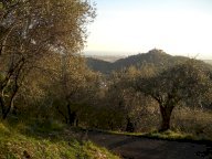 vendita terreno agricolo Luni