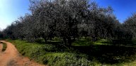 vendita terreno agricolo Colle di Val d'Elsa