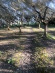 vendita terreno agricolo Pontedera