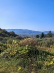 vendita terreno agricolo Sarzana