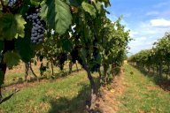 vendita terreno agricolo Vecchiano