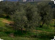 vendita terreno agricolo Capraia e Limite