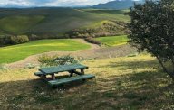 vendita terreno agricolo Peccioli