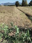 vendita terreno agricolo Cascina