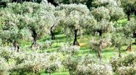 vendita terreno agricolo San Miniato