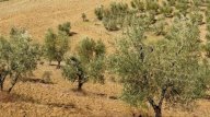 vendita terreno agricolo Murlo